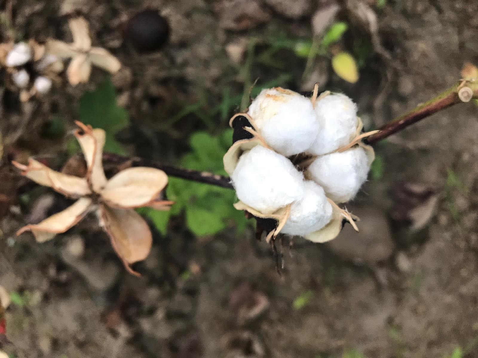 flor algodón